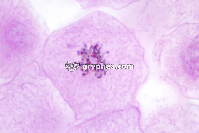 Cellules d'oeuf de Poisson - Mitose Prophase x600 - gryphea.org